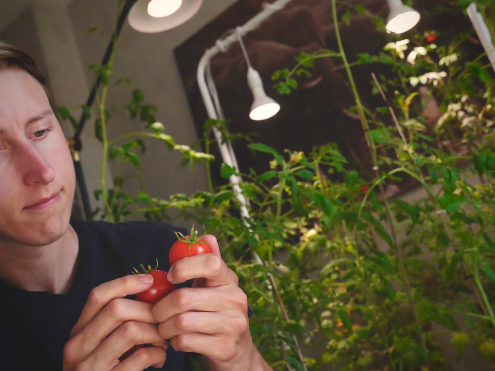 person holding red fruit with green leaves