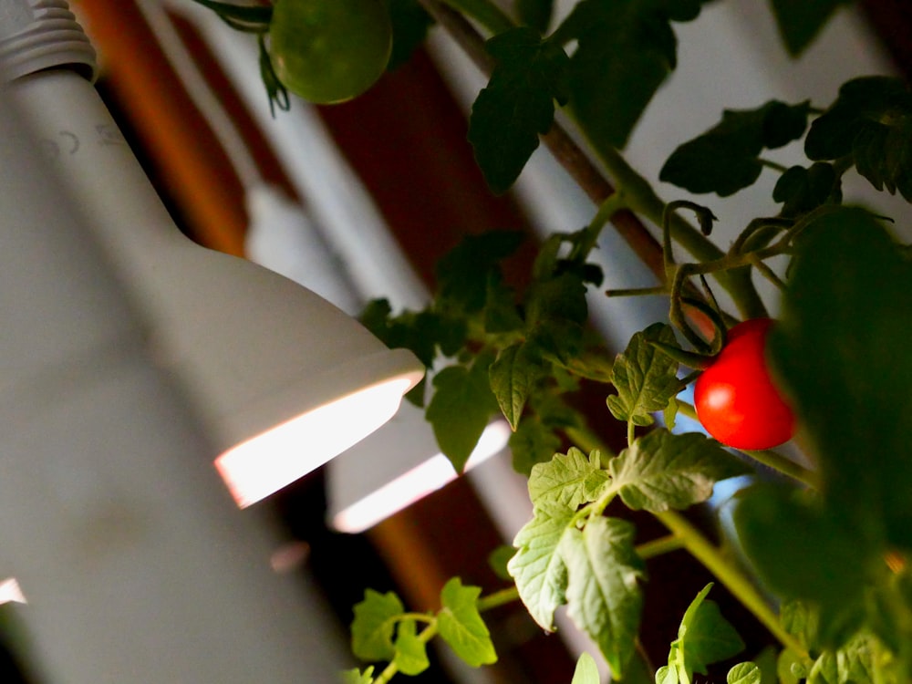 녹색 식물에 빨간 토마토