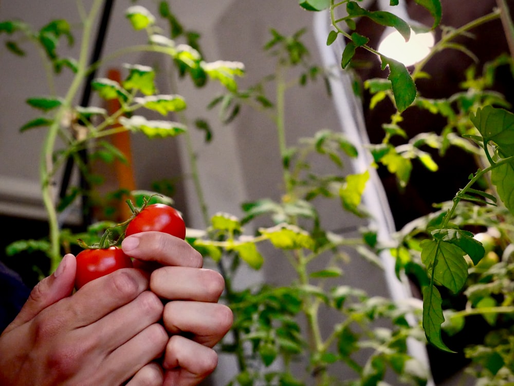 red tomato fruit on persons hand