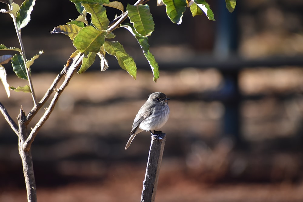 white bird on green plant