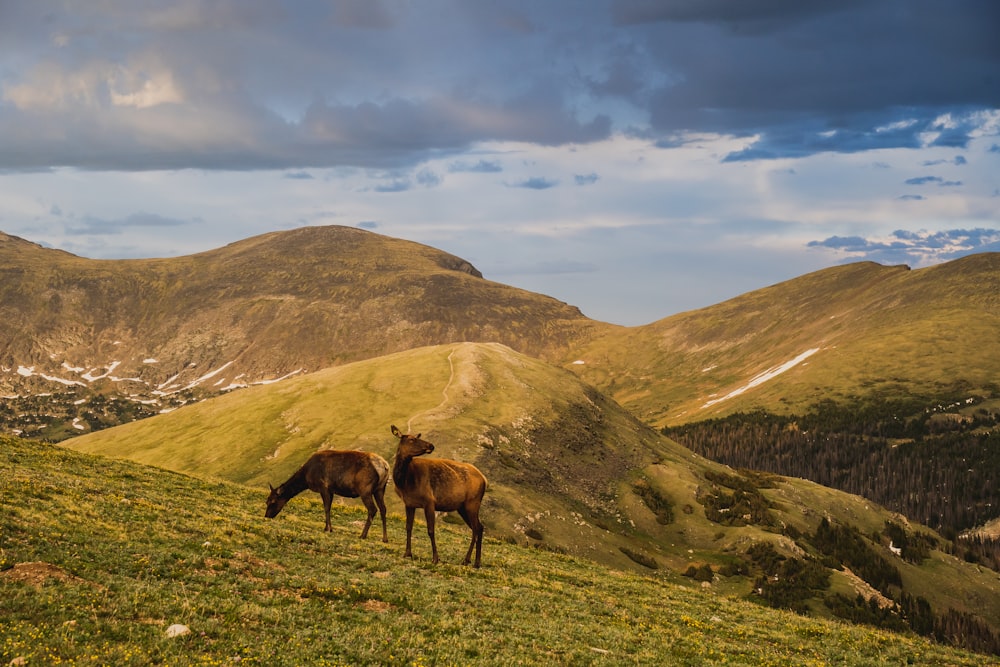 brown horse on green grass field near mountain under white clouds and blue sky during daytime