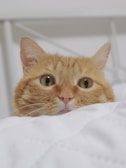 A fluffy tabby cat playfully peeking out from under a cozy blanket.