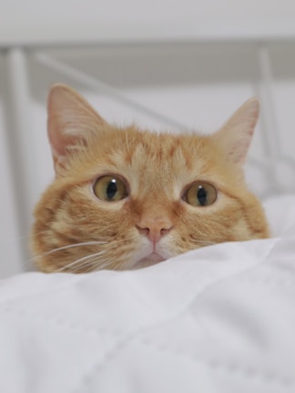 A curious tabby cat peeking out from a cozy blanket