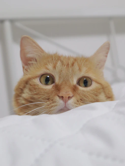 A curious tabby cat peeking out from a cozy knitted blanket