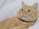 A relaxed orange tabby cat with striking green eyes is laying on a white quilted surface. The cat is wearing a red collar and appears to be calm and content.