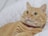 A relaxed orange tabby cat with striking green eyes is laying on a white quilted surface. The cat is wearing a red collar and appears to be calm and content.