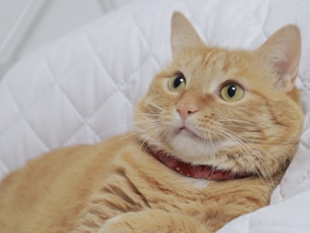 A relaxed orange tabby cat with striking green eyes is laying on a white quilted surface. The cat is wearing a red collar and appears to be calm and content.