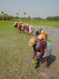 Farmers working together in a lush green paddy field.