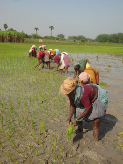 Women farmers in Rajasthan learning water conservation techniques under a bright blue sky