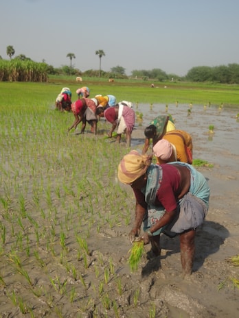 Farmers working together in a lush field, planting seeds by hand.