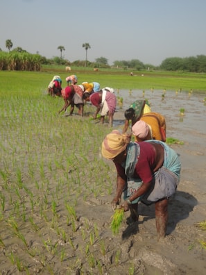 Farmers are working in a lush green paddy field, planting rice seedlings in waterlogged soil under a clear blue sky. The women are wearing colorful clothing and headscarves, bending over as they engage in their task.