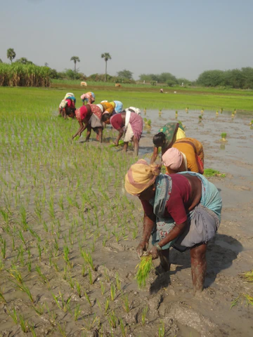 Farmers working together in a lush green paddy field.