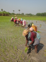 Farmers are working in a lush green paddy field, planting rice seedlings in waterlogged soil under a clear blue sky. The women are wearing colorful clothing and headscarves, bending over as they engage in their task.