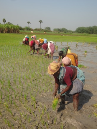 Farmers are working in a lush green paddy field, planting rice seedlings in waterlogged soil under a clear blue sky. The women are wearing colorful clothing and headscarves, bending over as they engage in their task.