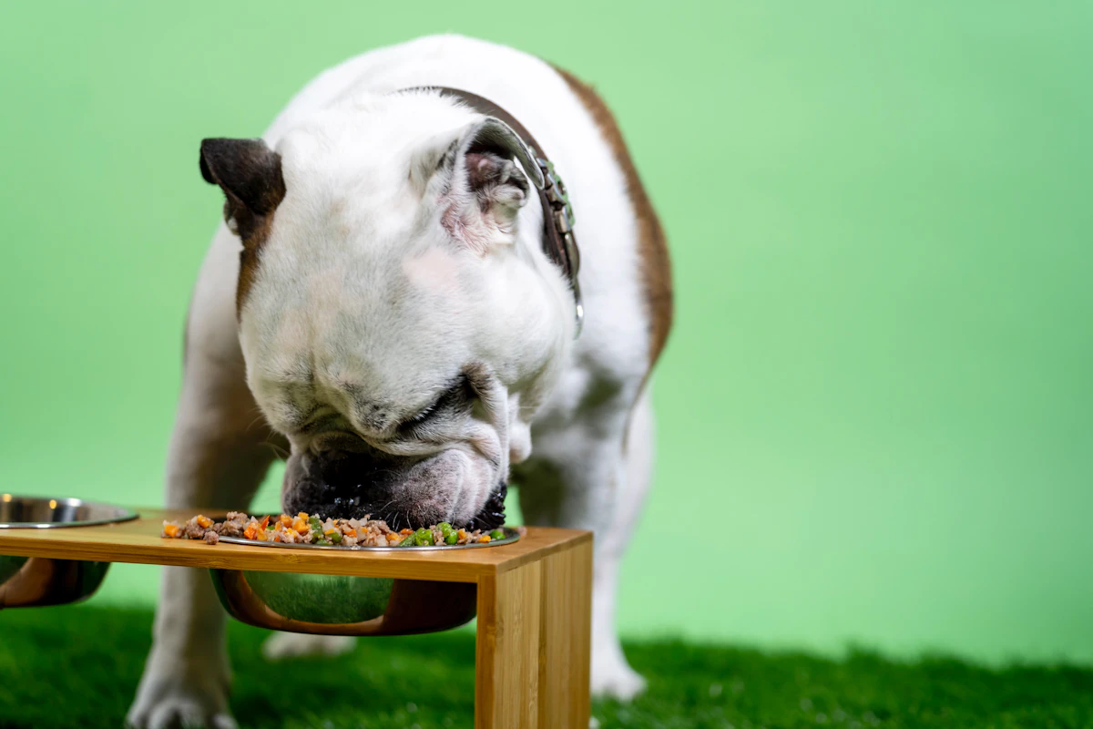 Perro con sobrepeso comiendo en su comedero bajo supervisión veterinaria