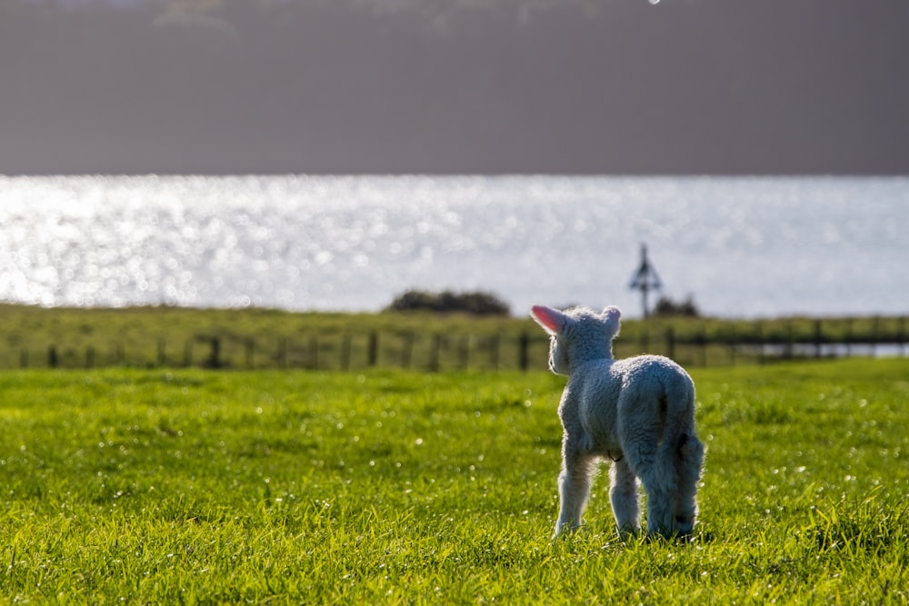 white sheep on green grass field during daytime