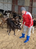 A young person in a red jacket and gray pants is wearing blue rubber boots and a gray beanie. They are standing in an indoor barn area, interacting with a group of calves. The calves are predominantly black and white, and they are situated on a bed of straw. The barn has metal walls.