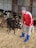 A young person in a red jacket and gray pants is wearing blue rubber boots and a gray beanie. They are standing in an indoor barn area, interacting with a group of calves. The calves are predominantly black and white, and they are situated on a bed of straw. The barn has metal walls.