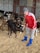 A young person in a red jacket and gray pants is wearing blue rubber boots and a gray beanie. They are standing in an indoor barn area, interacting with a group of calves. The calves are predominantly black and white, and they are situated on a bed of straw. The barn has metal walls.