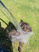 A playful puppy splashing in a shallow garden pond.