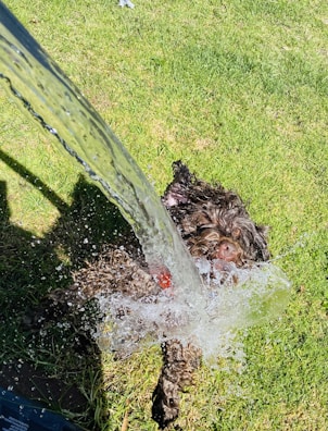 A playful puppy splashing in a shallow garden pond.