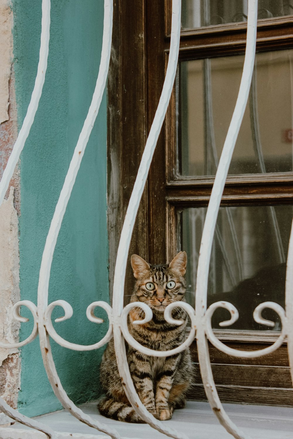 brown tabby cat on white love print window