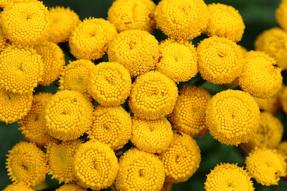 yellow flowers in macro lens