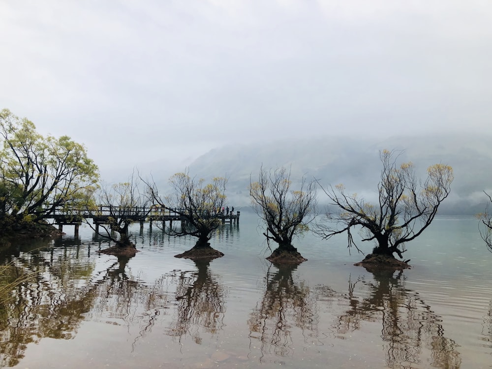 green trees on brown sand during daytime