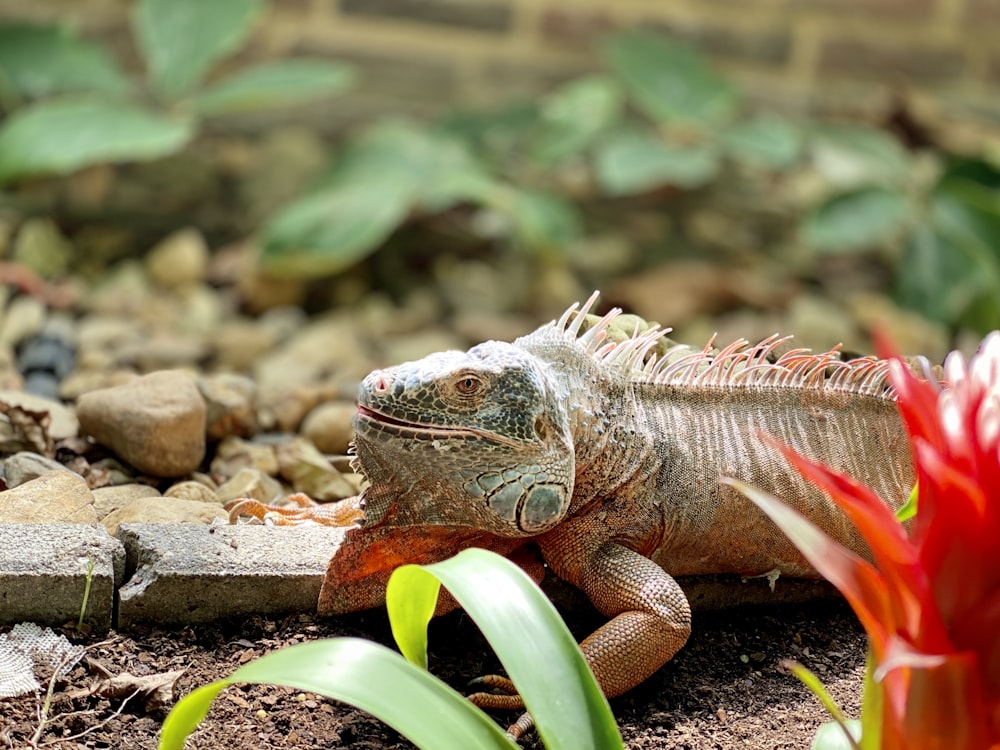 brown and green iguana on brown rock