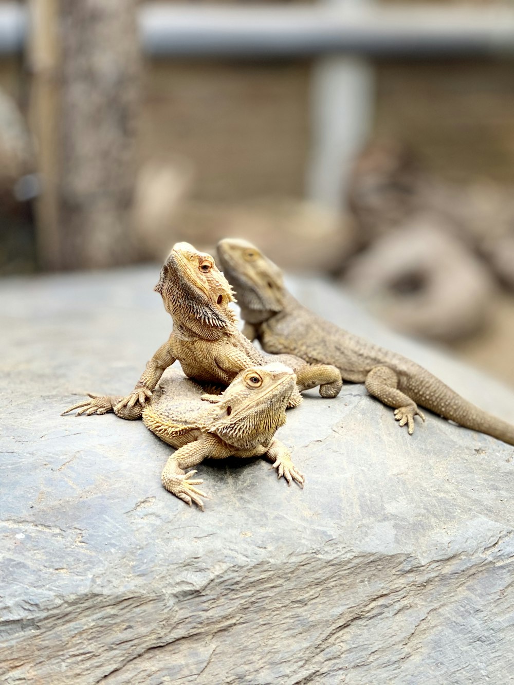 brown bearded dragon on gray concrete surface