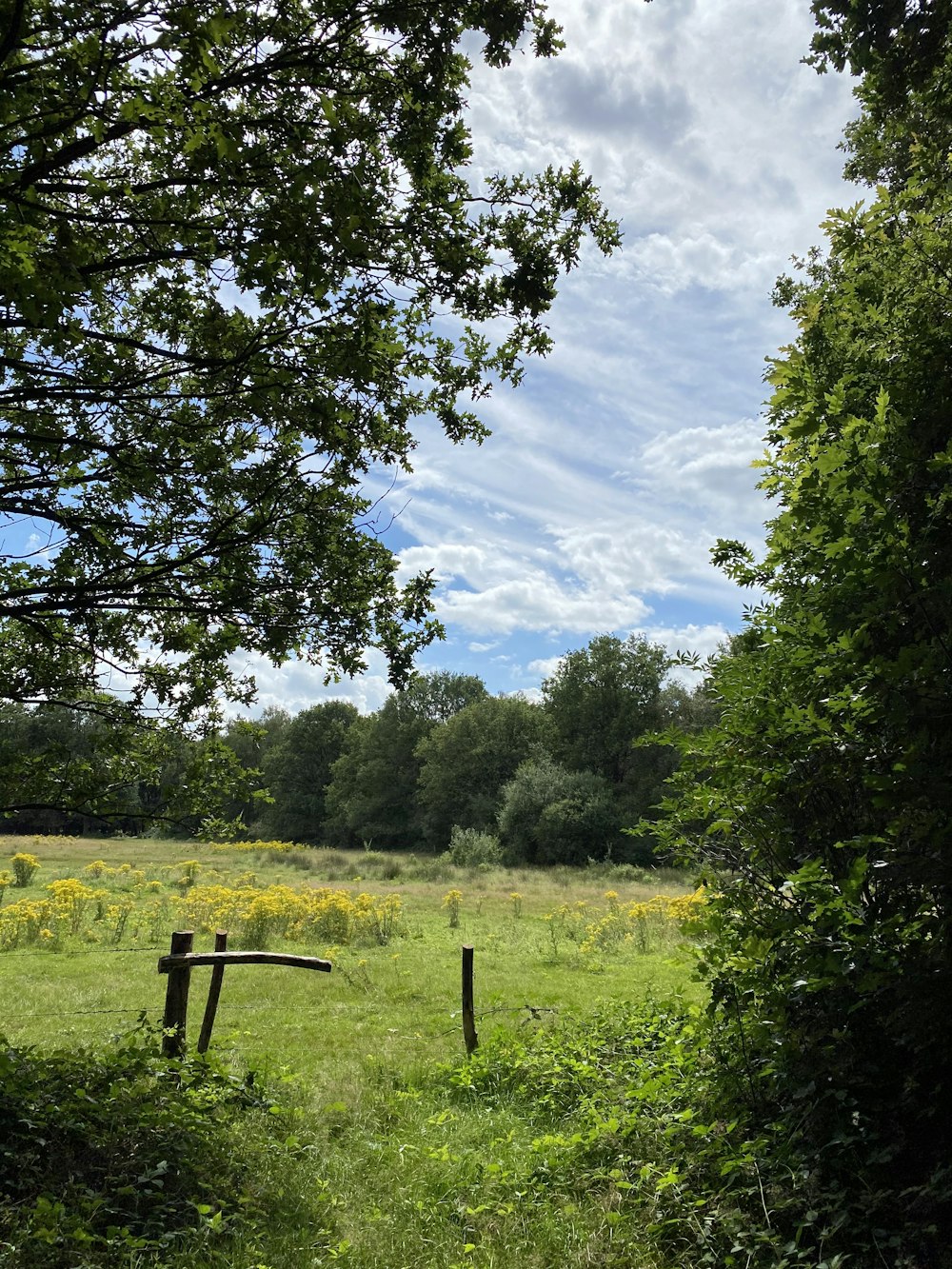 green grass field and green trees under blue sky and white clouds during daytime