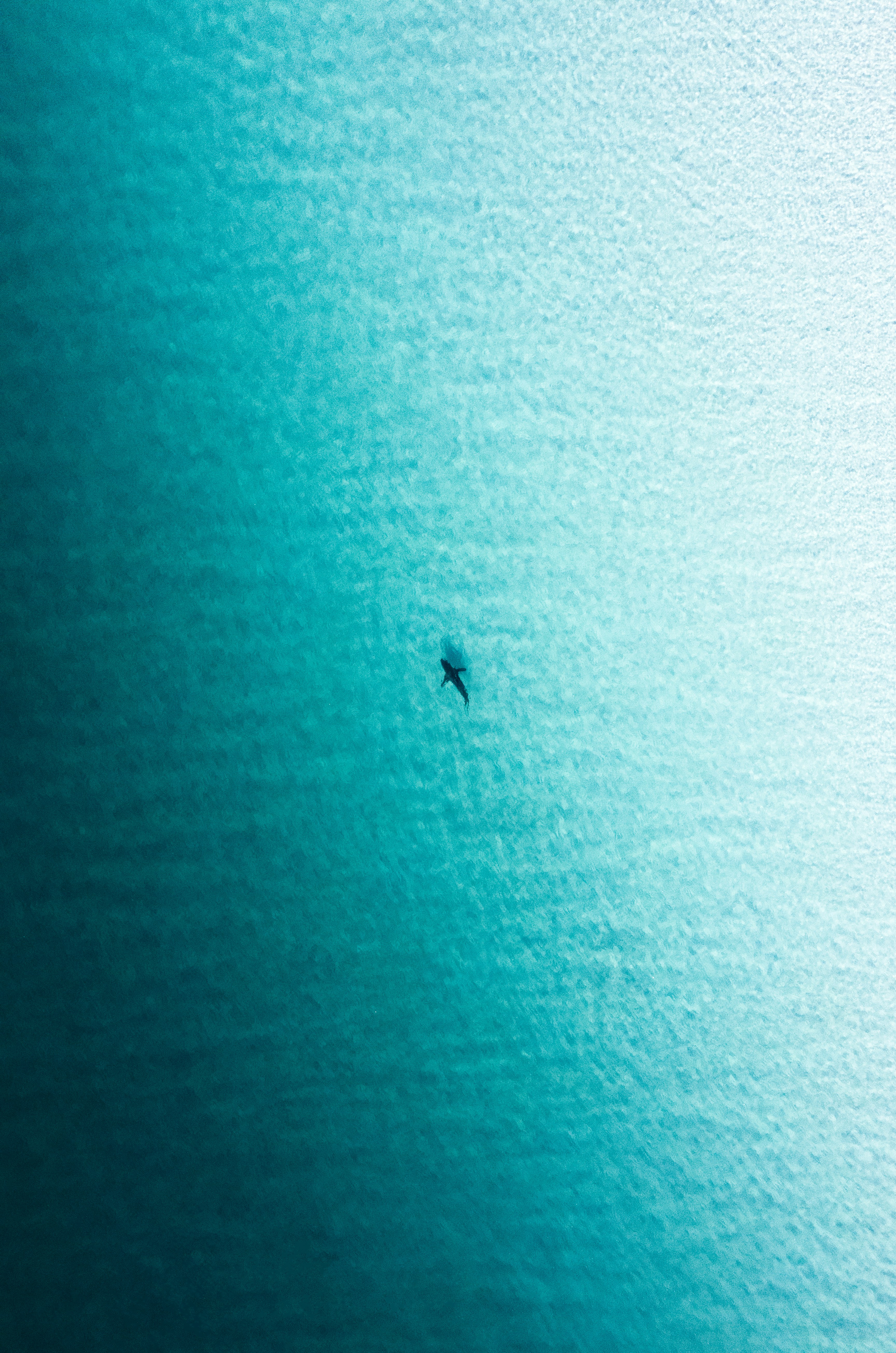 Schwarzer Vogel, der tagsüber über das Meer fliegt