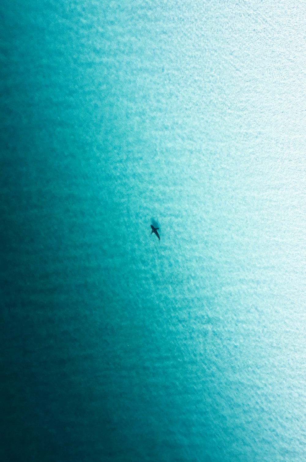 black bird flying over the sea during daytime