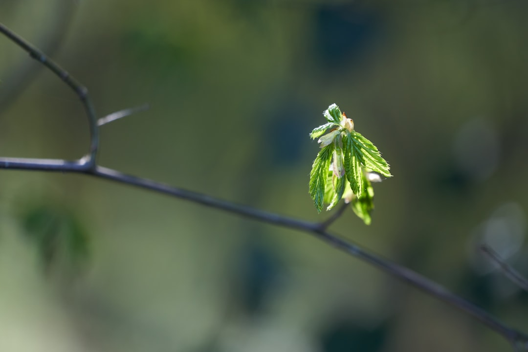 green leaf on gray stem