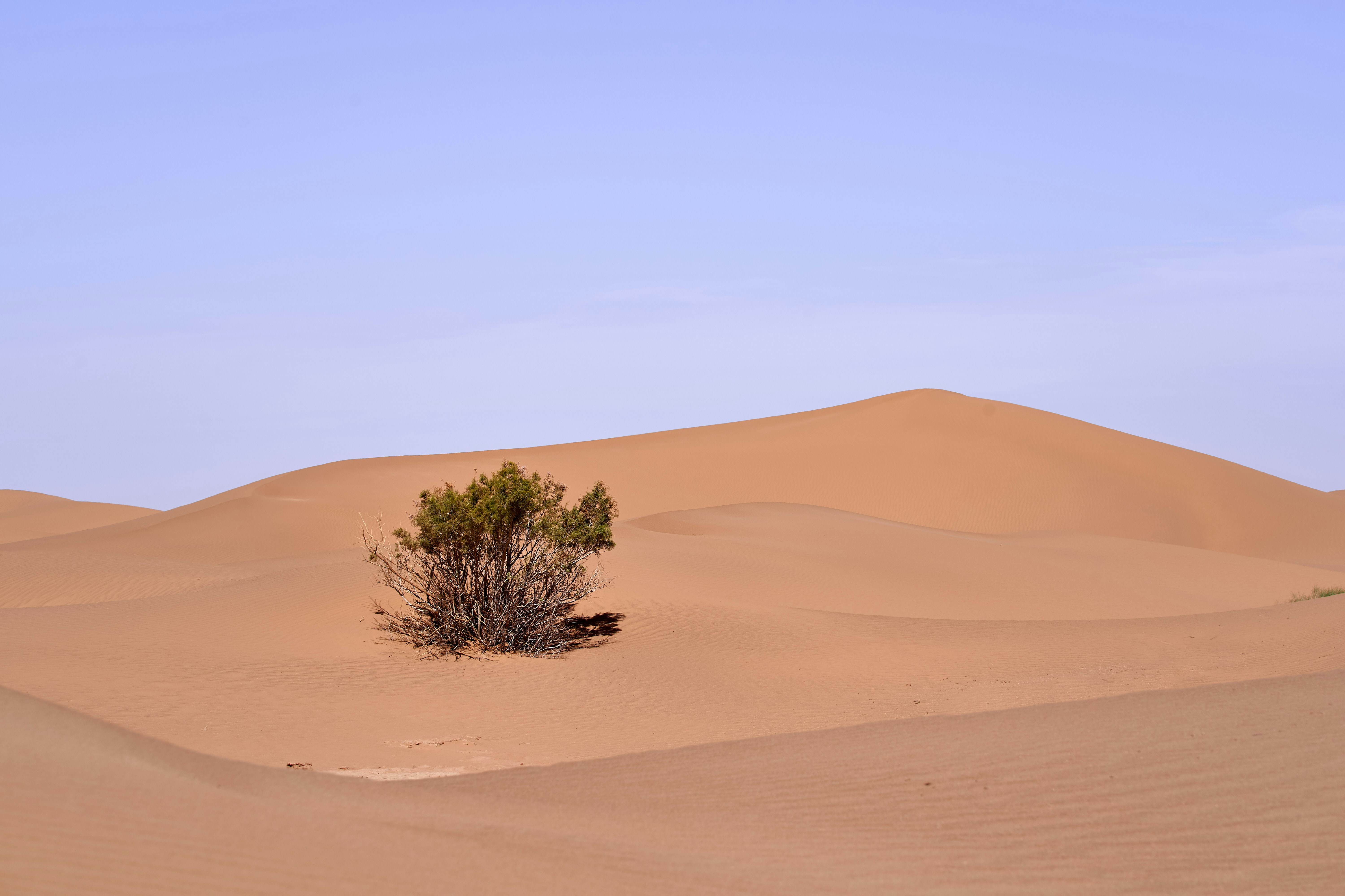 Photo by wolfgang_hasselmann