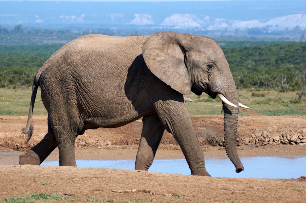 Elefante gris caminando sobre arena marrón durante el día