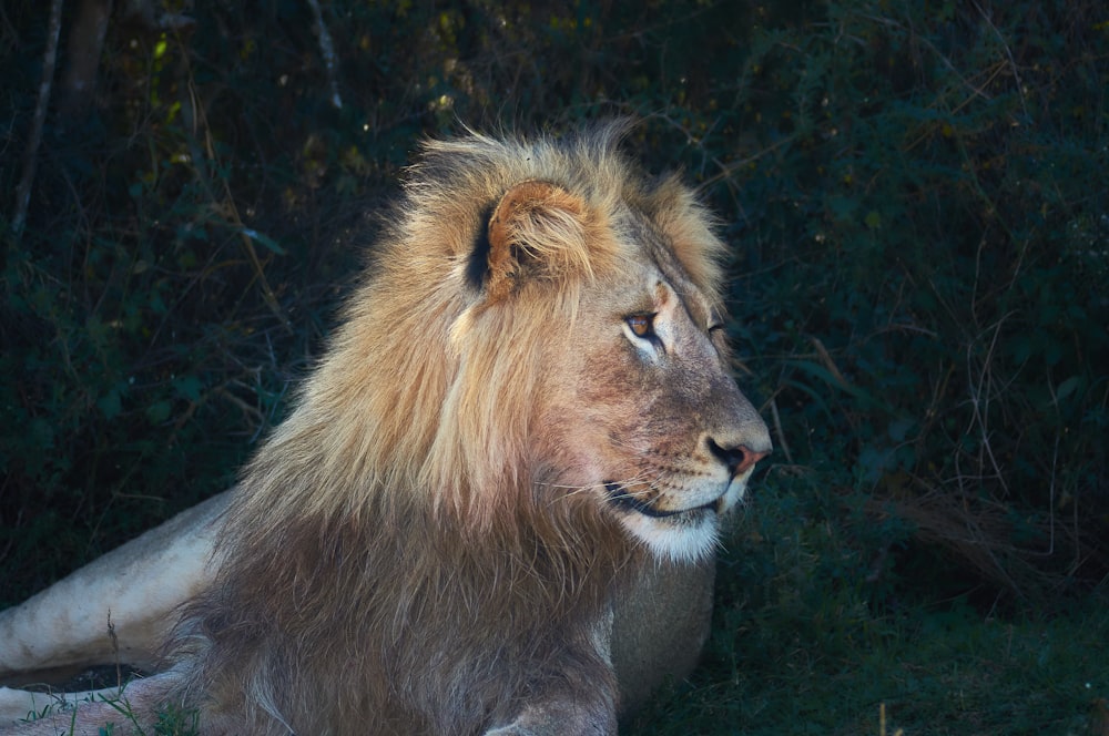 lion lying on green grass during daytime