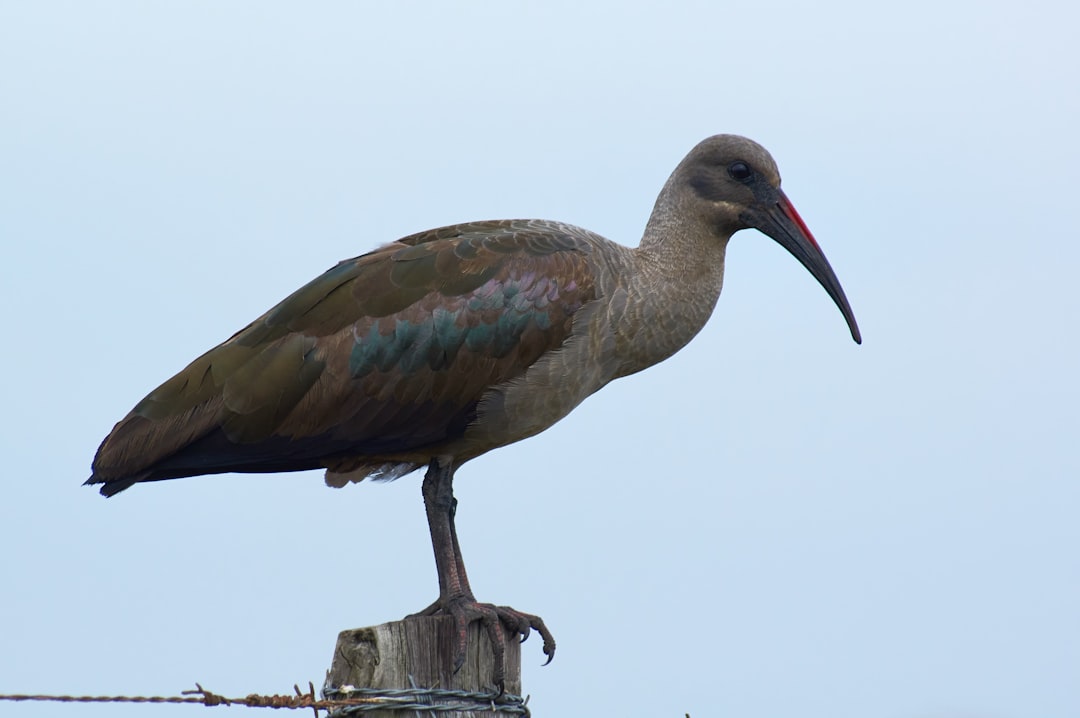 gray and white bird on brown wooden post during daytime