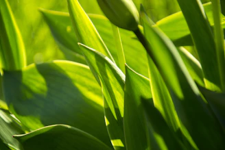 green leaf plant during daytime