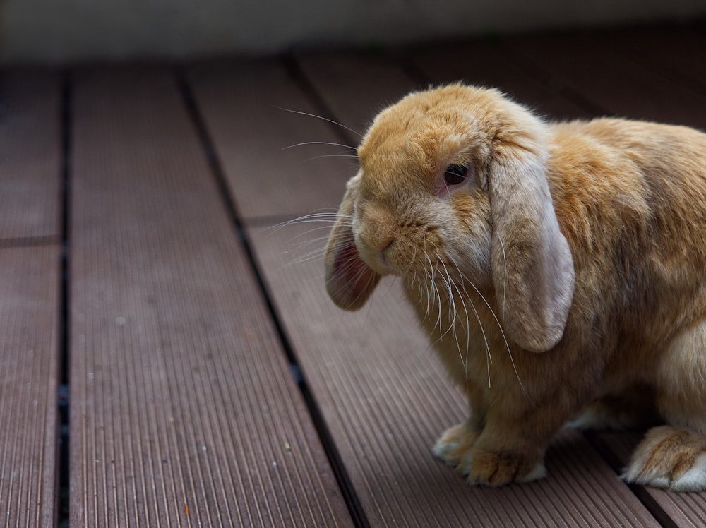 brown rabbit on brown wooden floor