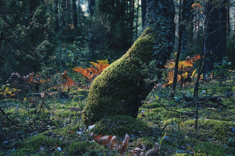 green moss on brown tree trunk