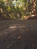 Winding gravel path through a forested area with dappled sunlight and autumn leaves