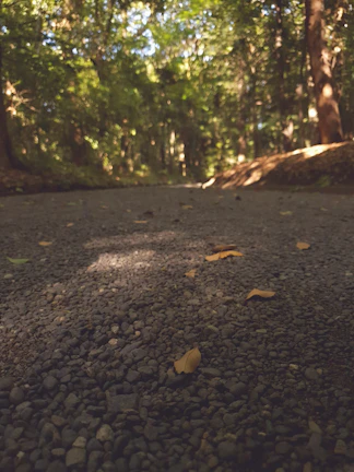 Winding gravel path through a forested area with dappled sunlight and autumn leaves