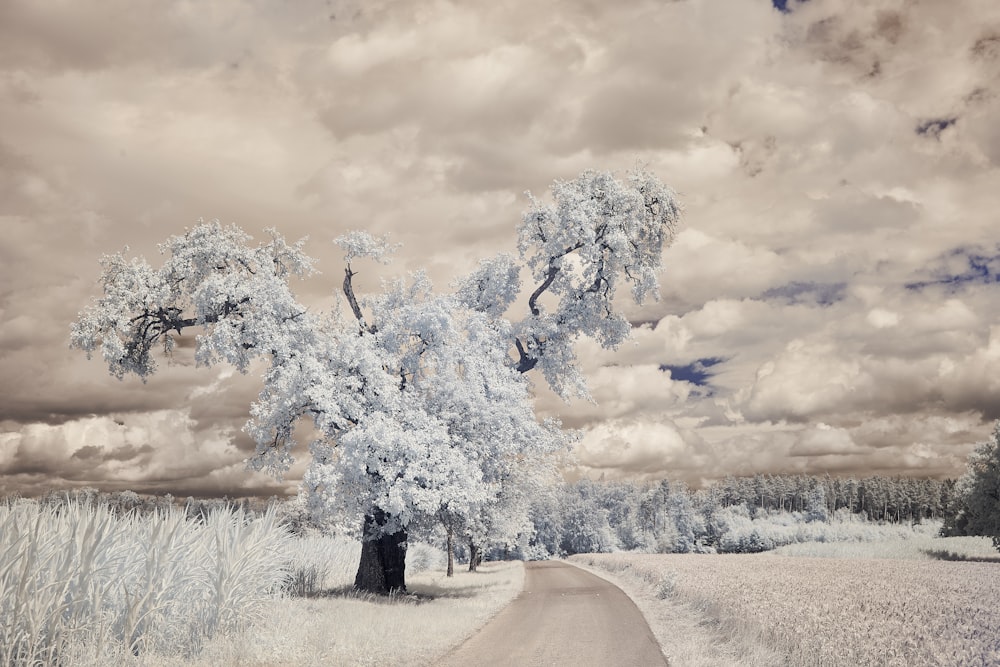 white leaf tree on brown sand under cloudy sky during daytime