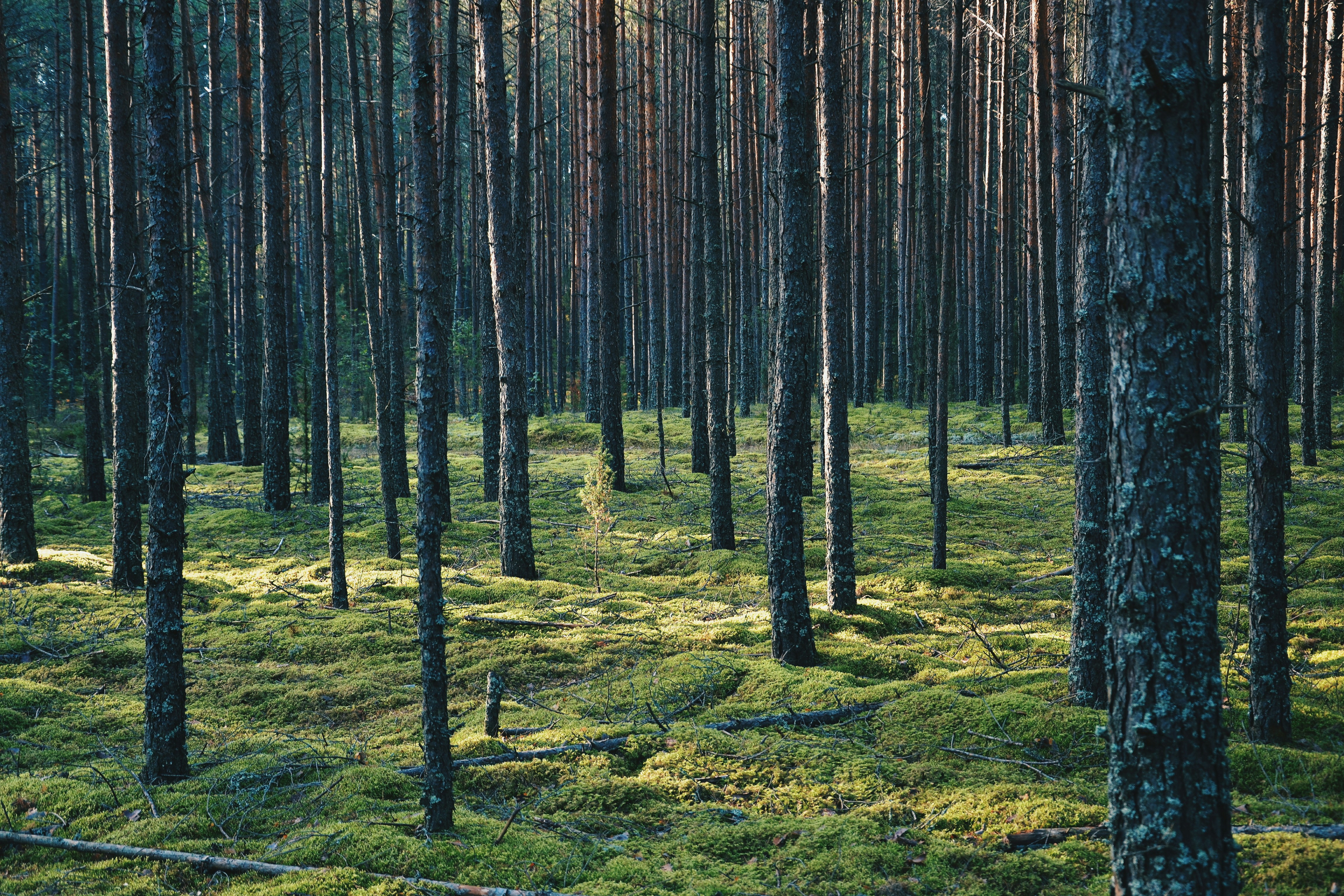 Photo by filedoesnotexist