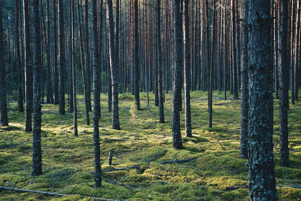 brown trees on green grass field during daytime