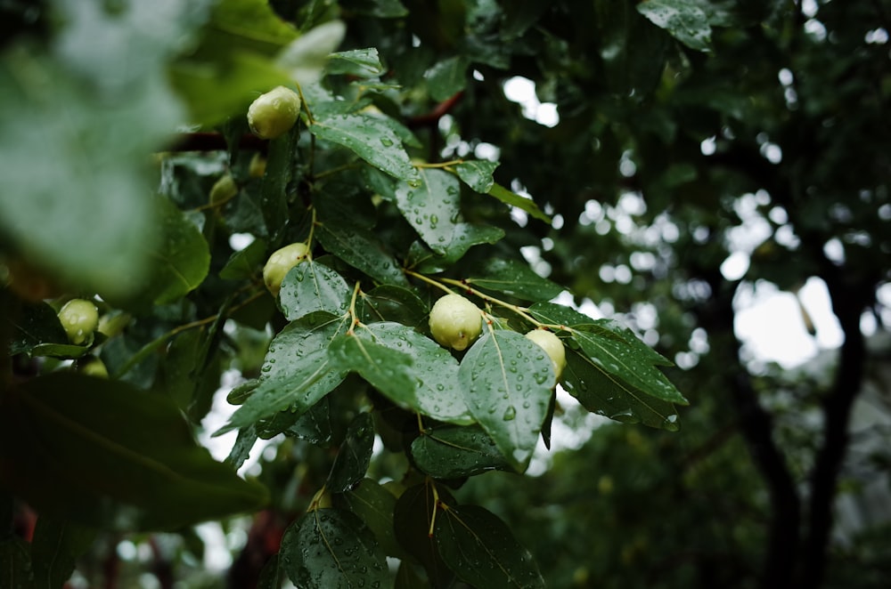 frutta verde sull'albero durante il giorno