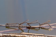 Researchers carefully observing dragonflies in a wetland habitat at sunrise.