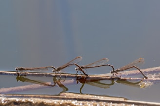 Researchers carefully observing dragonflies in a wetland habitat at sunrise.