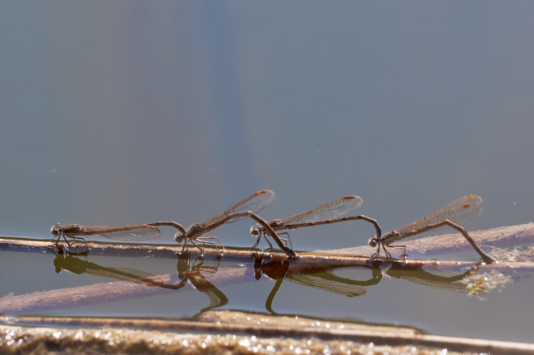 brown and black dragonfly on brown stick